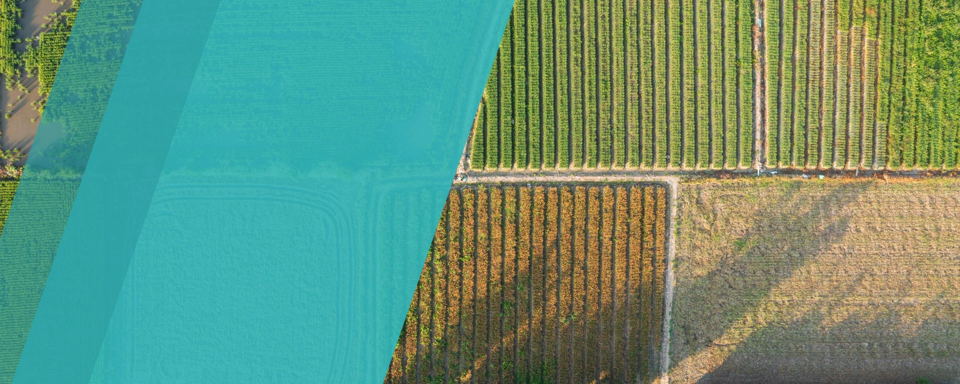 Vista aérea de un campo agrícola